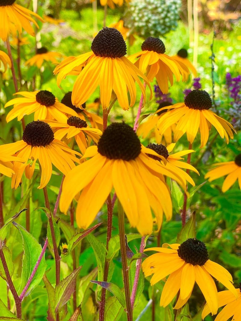 Black-Eyed Susan
