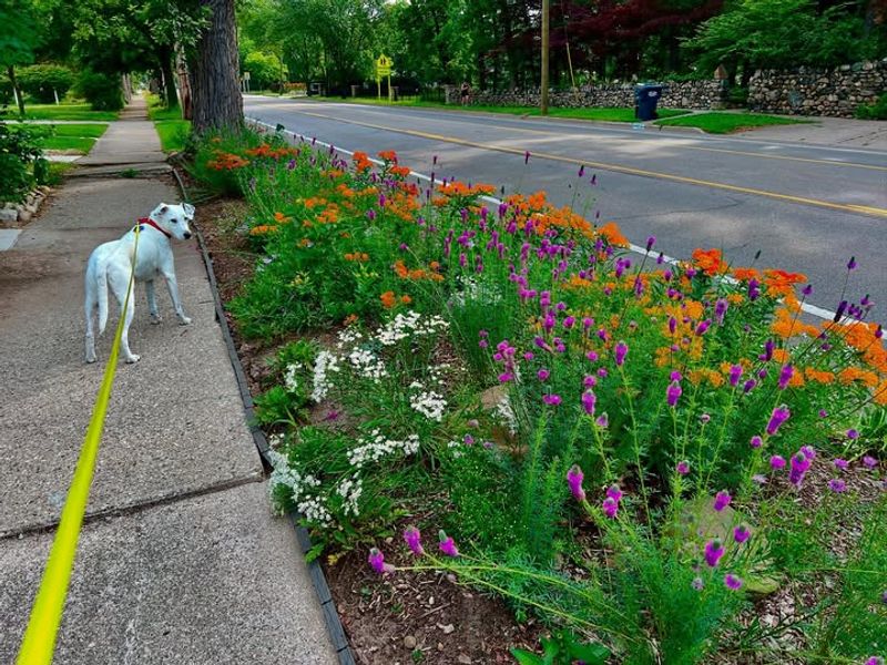 Maintain Habitat Gently Without Excessive Tidying