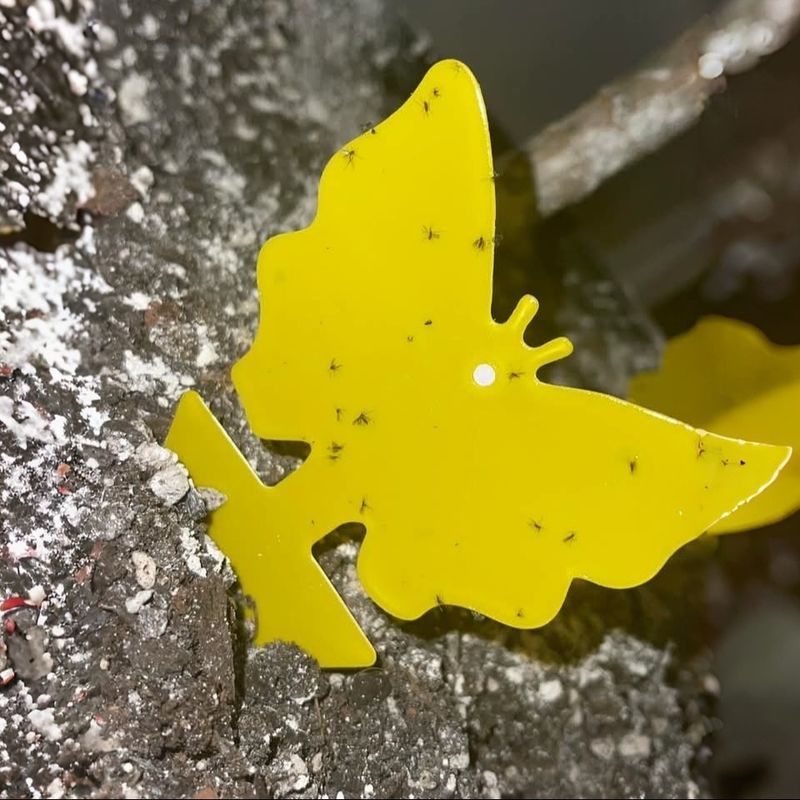 Prepare Pest Prevention Strategies