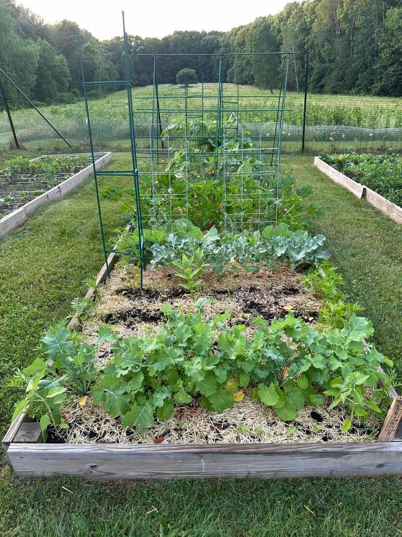 Provide Consistent Watering During Hot Georgia Summers