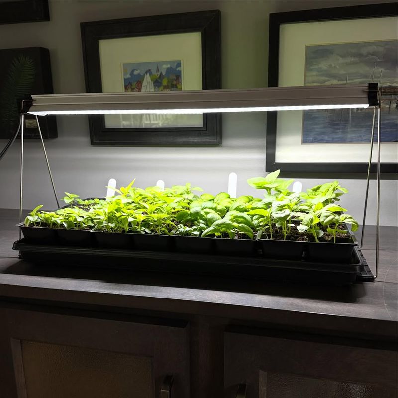 Start Seeds Indoors Under Grow Lights