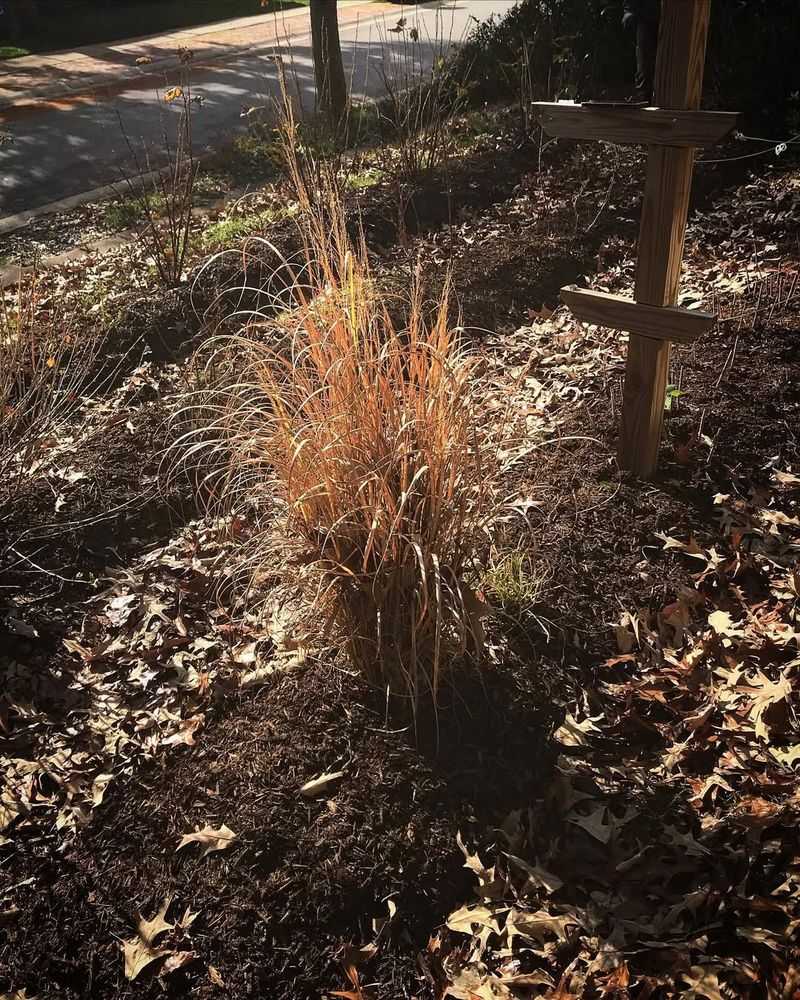 Mulch Perennial Beds