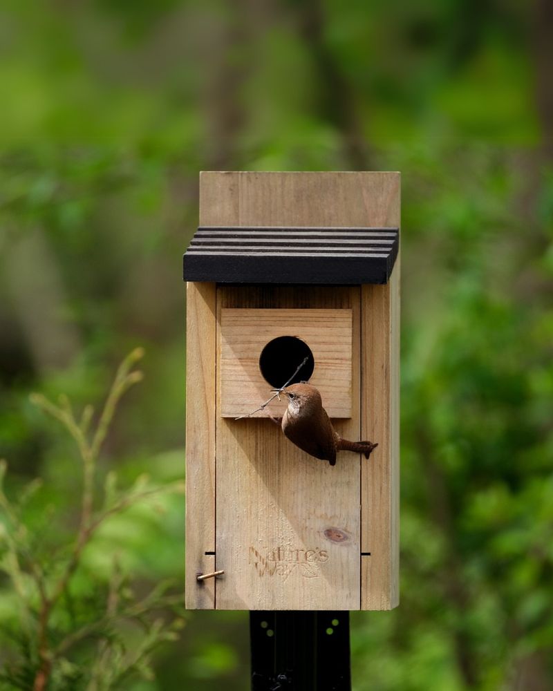 Clean Out Bird Houses And Feeders
