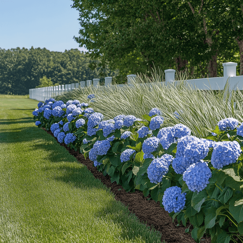 Clean Up Around Your Hydrangeas