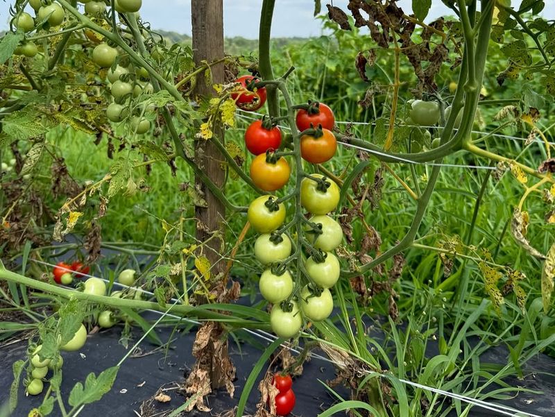 Give Plants Full Sun Without Blocking Airflow