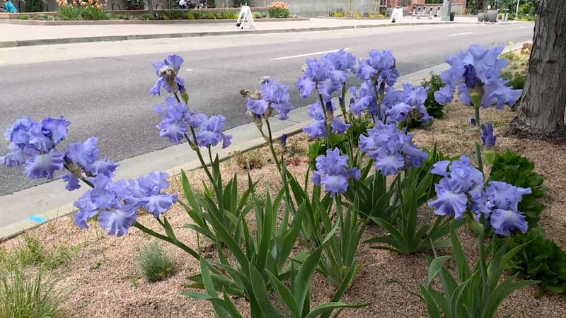 Water Wisely During Growth