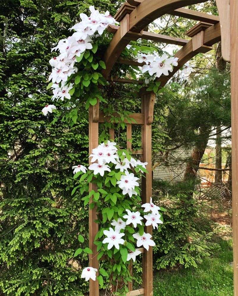 Add Soft Ties Early So New Growth Grabs The Trellis Faster