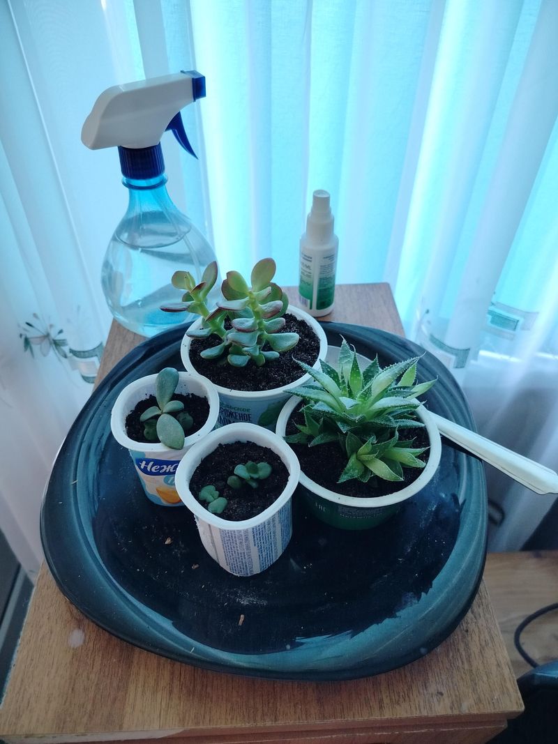 Water Lightly To Settle The Soil