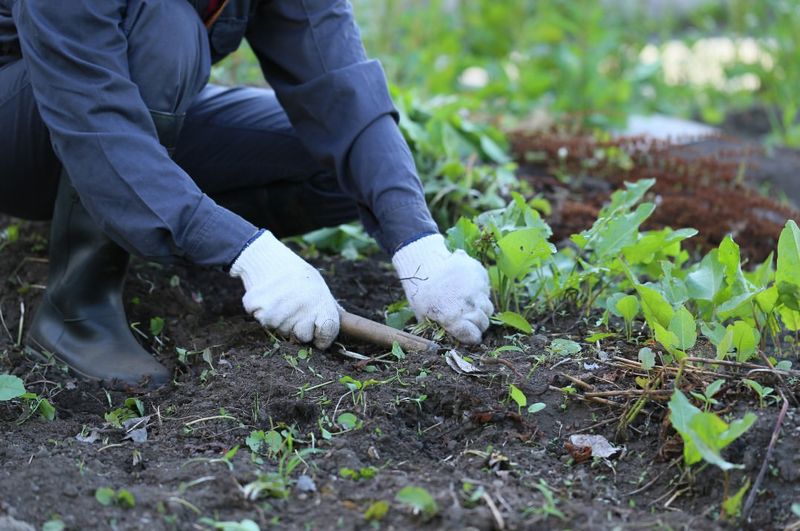 Control Weeds Before They Take Over