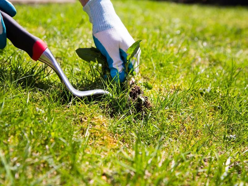 Control Weeds Before They Explode In Spring