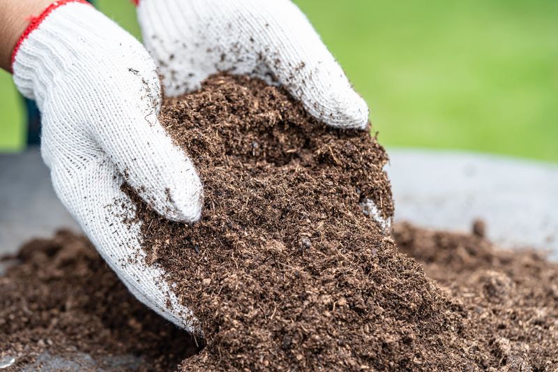 Use Well-Draining Soil Rich In Organic Matter