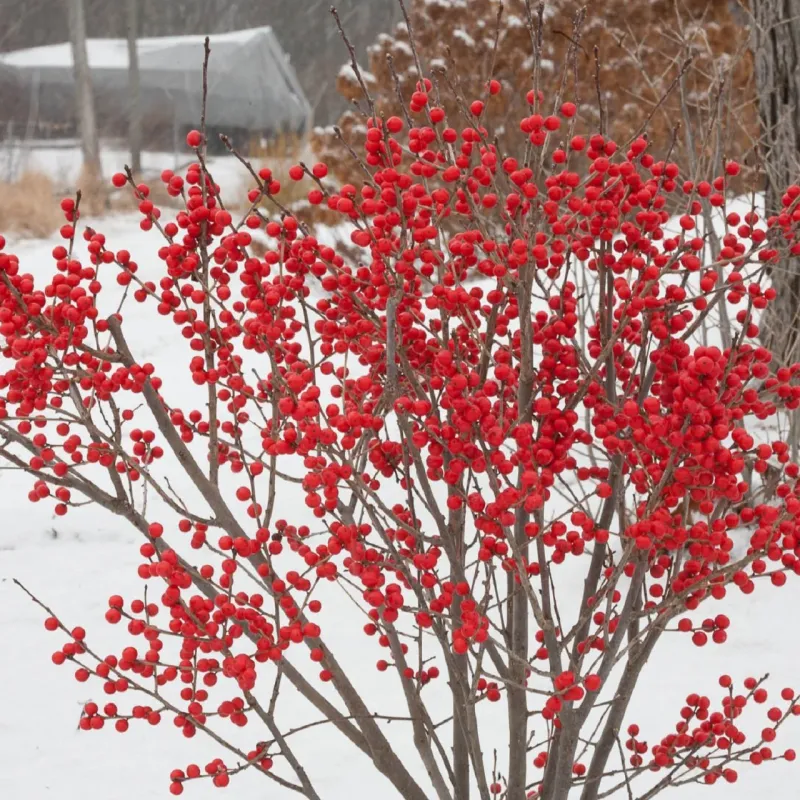 Select Cold-Hardy Varieties Suited To New York Zones