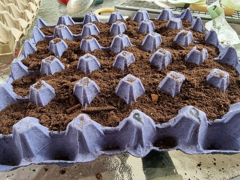 Water Your Bulbs Carefully