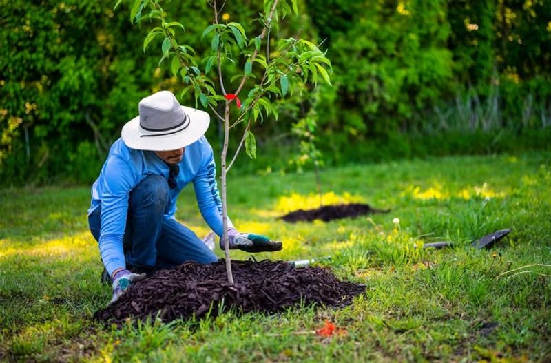 Mulch Garden Beds To Protect Roots