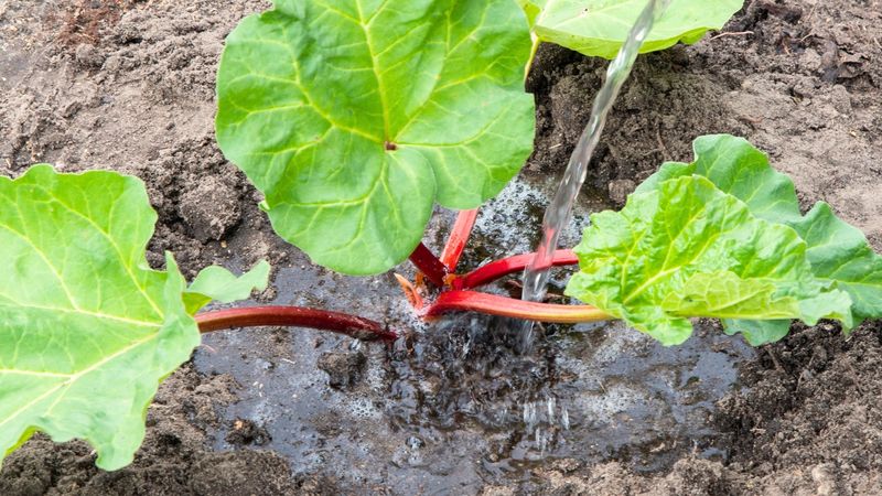 Water Consistently During The Growing Season