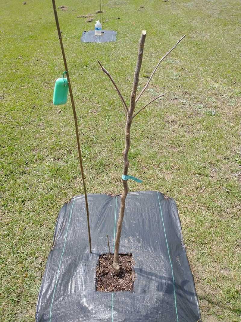 Use Hanging Bars Of Strongly Scented Soap