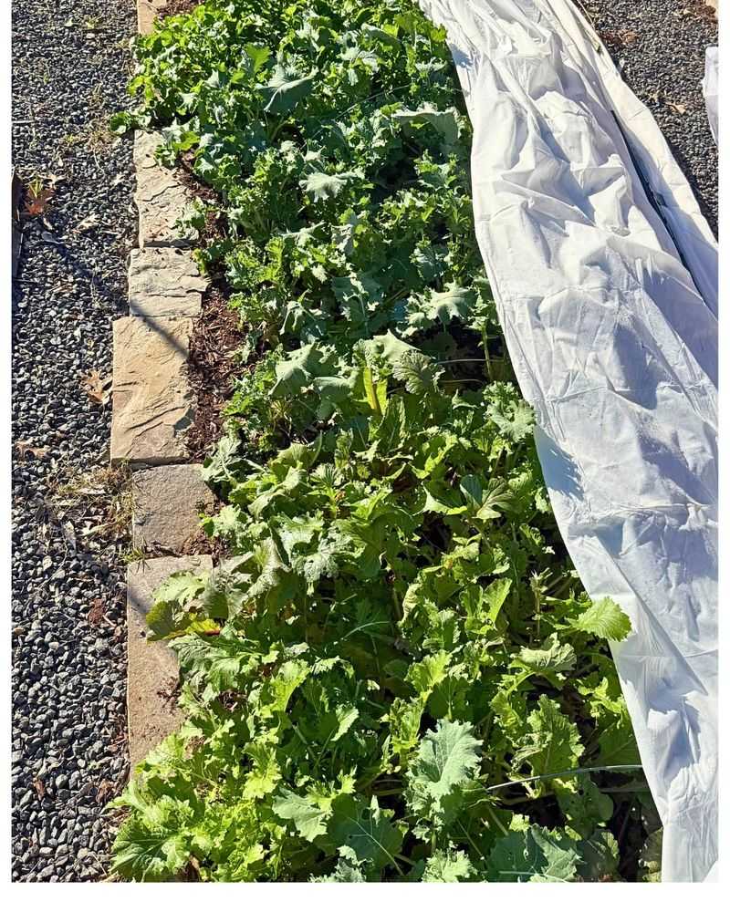 Select Compact Plant Varieties