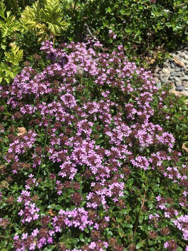 Use Ground Covers That Reduce Weeds And Bare Soil