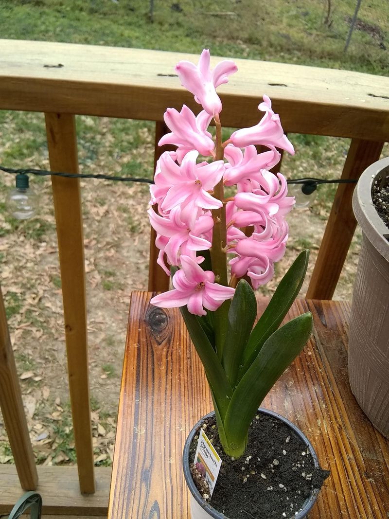 Choose Well-Drained Soil To Prevent Winter Moisture Issues