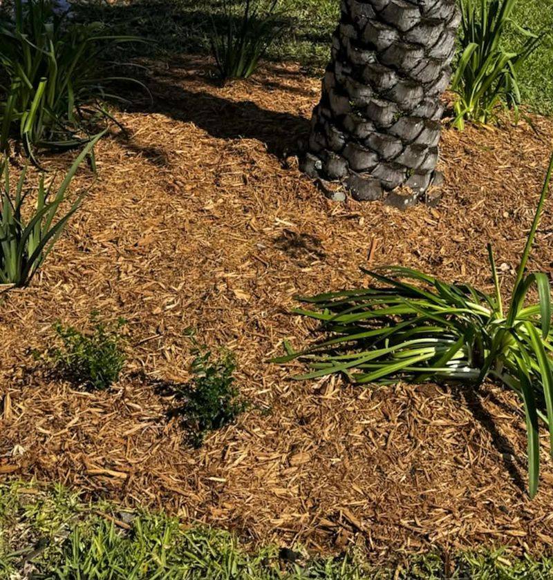 Mulch Around Roots To Reduce Soil Temperature