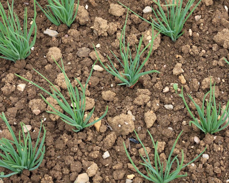 Use Fertile, Well-Draining Soil