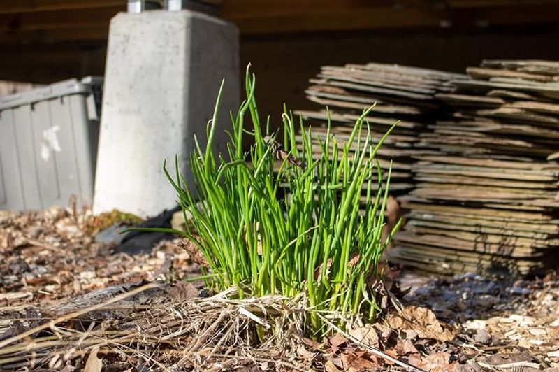 Use Well-Draining, Fertile Soil