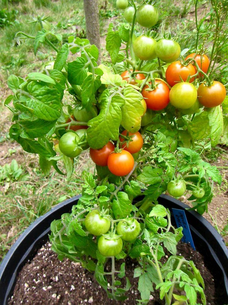 Improve Soil Drainage And Fertility