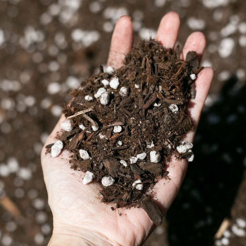 Use Well-Draining Soil To Prevent Root Stress