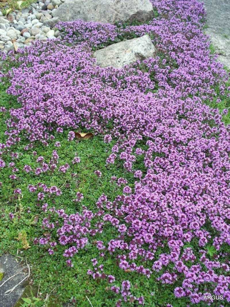 Use Well-Draining Soil To Prevent Cold-Season Moisture Issues