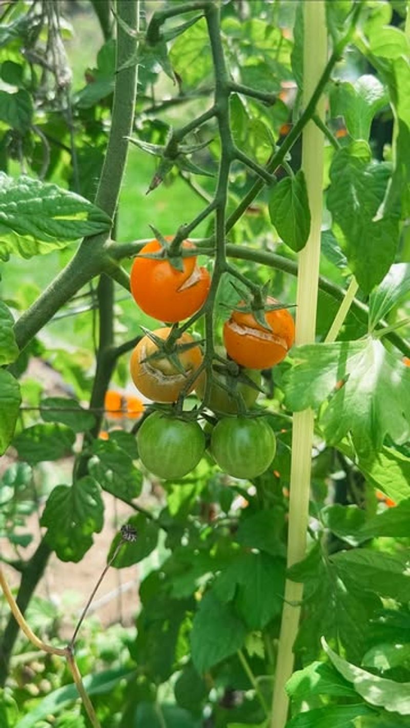 Water Consistently To Prevent Splitting And Blossom End Rot