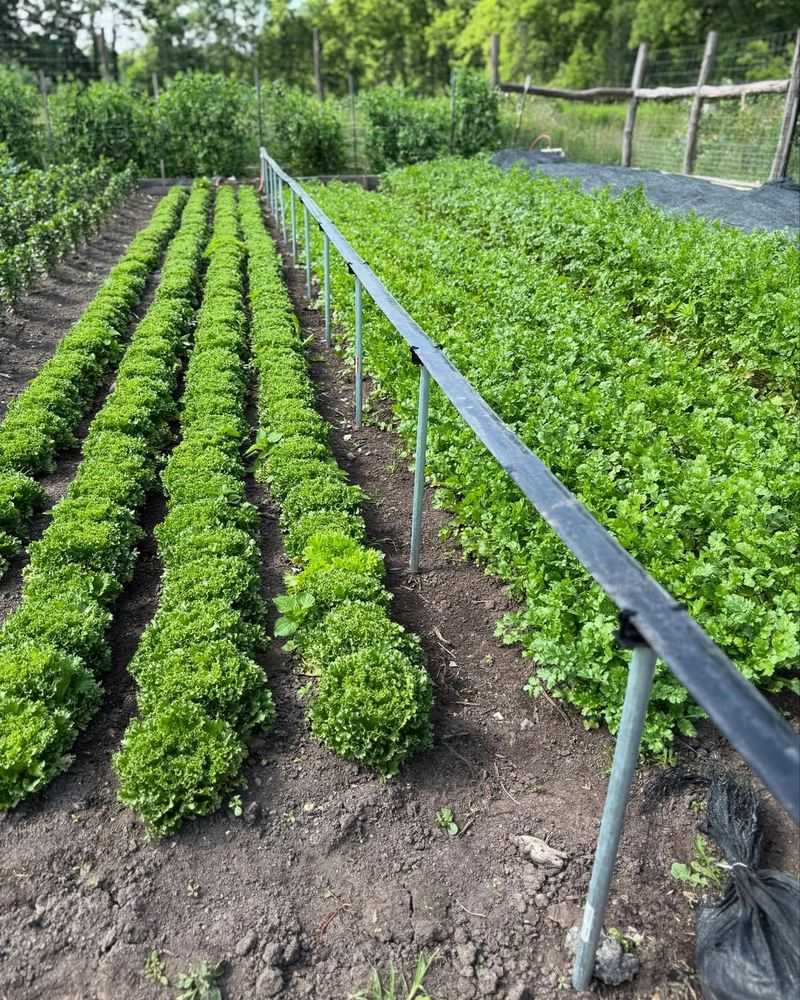 Water Lightly But Consistently To Avoid Cold, Soggy Roots