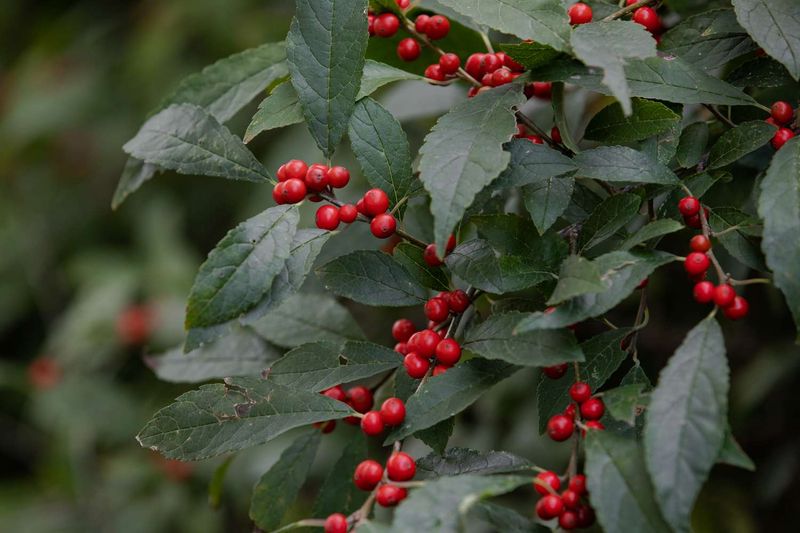 Avoid Heavy Pruning That Removes Berry Buds