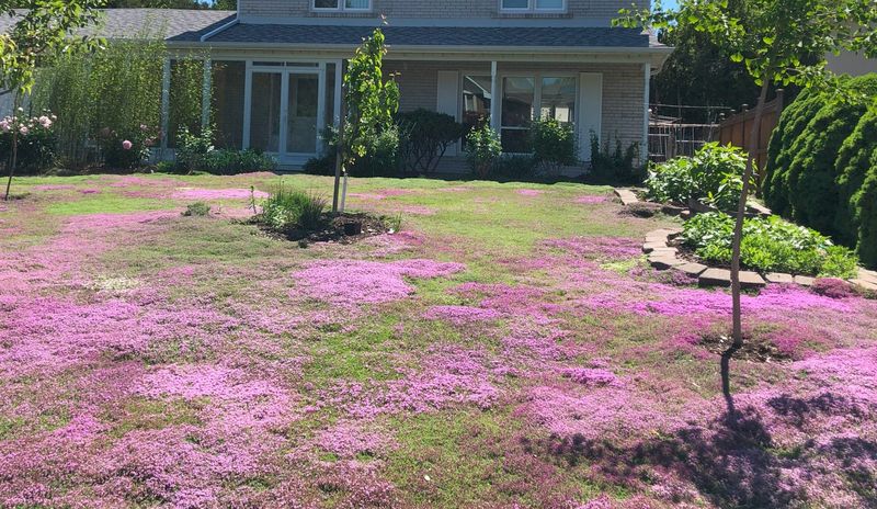 Space Plants Six To Twelve Inches Apart