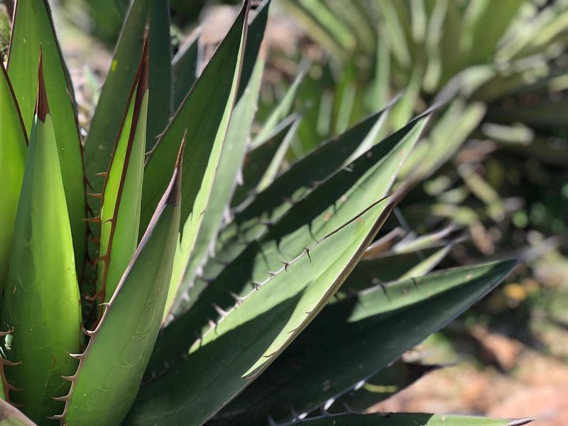 Water Deeply But Infrequently During The Growing Season