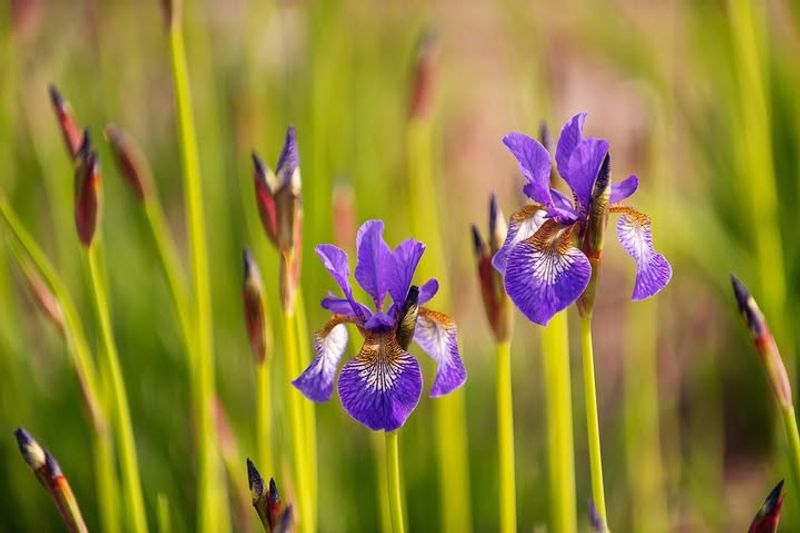 Provide Adequate Sunlight And Water Throughout The Season