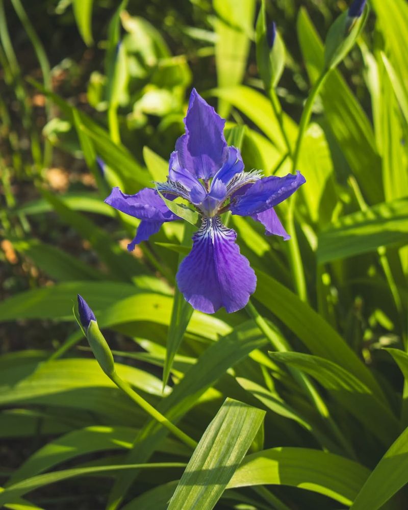 Provide Adequate Sunlight And Proper Location