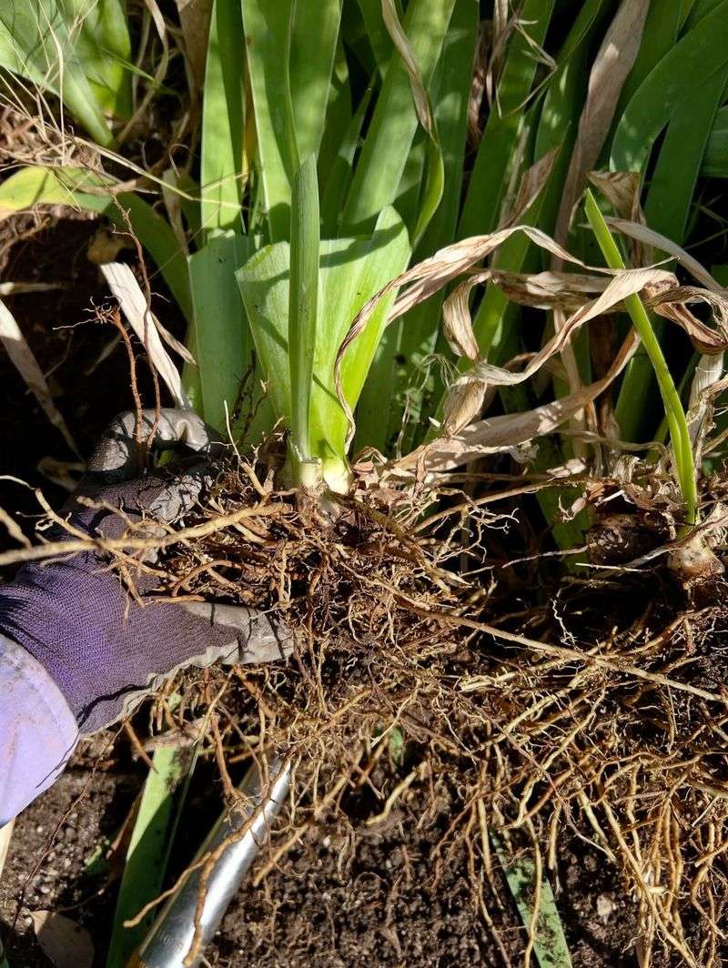 Avoid Burying Rhizomes Too Deep In Heavy Missouri Soil