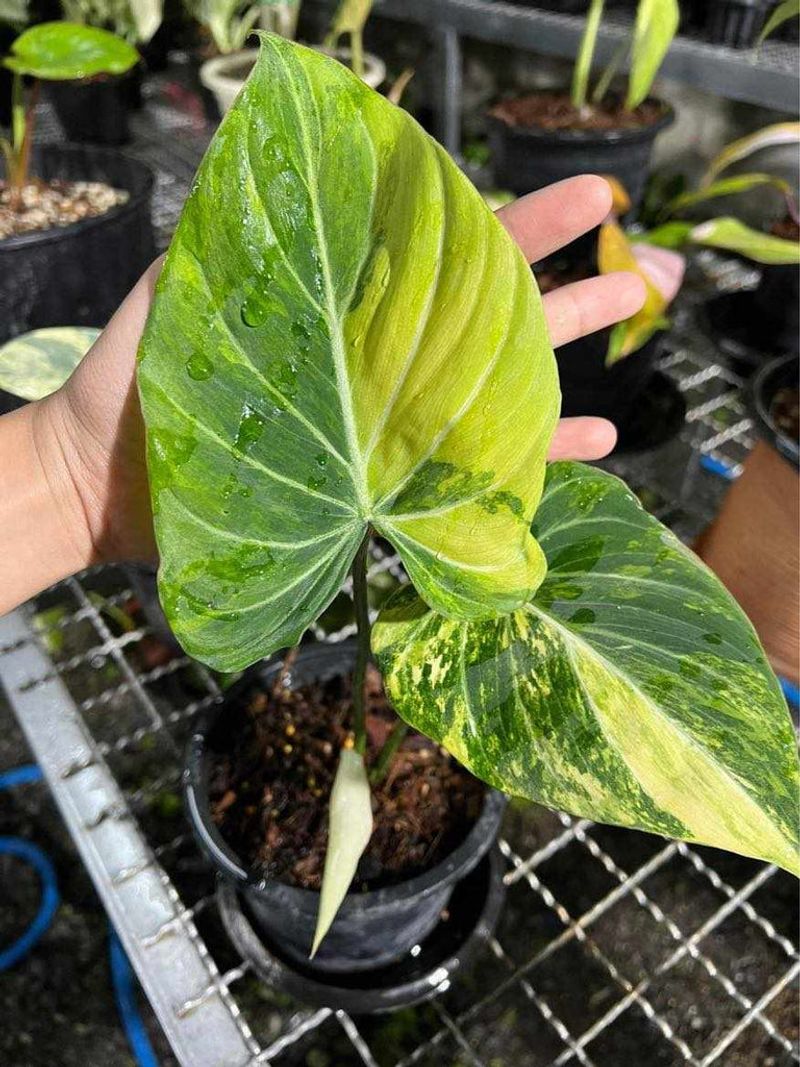 Loss Of Variegation In Colorful Leaves
