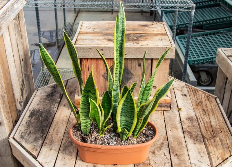 Slow Or Stalled Growth During Spring Transition