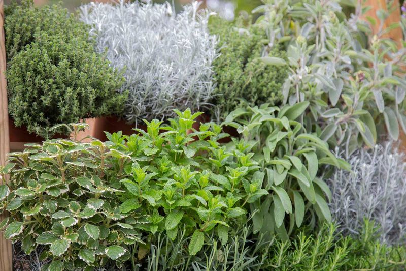 Grow Herbs For Cooking And Natural Medicine