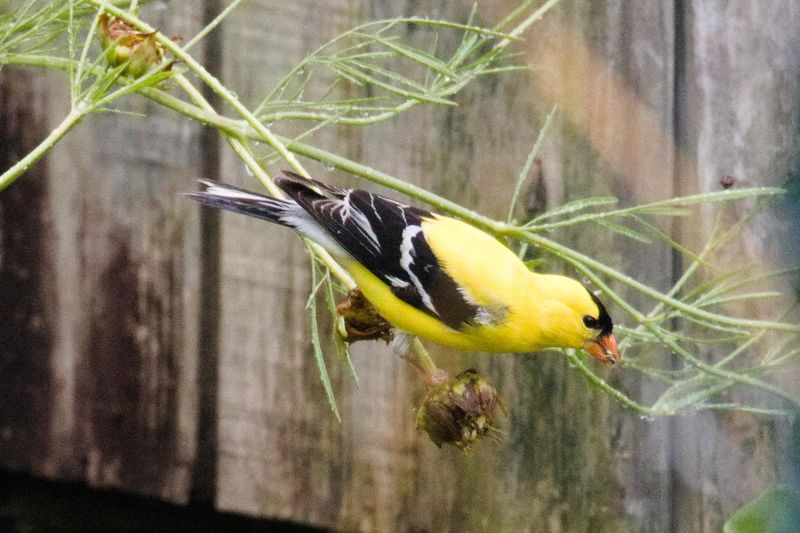 Leave Seed Heads And Natural Food Sources Standing