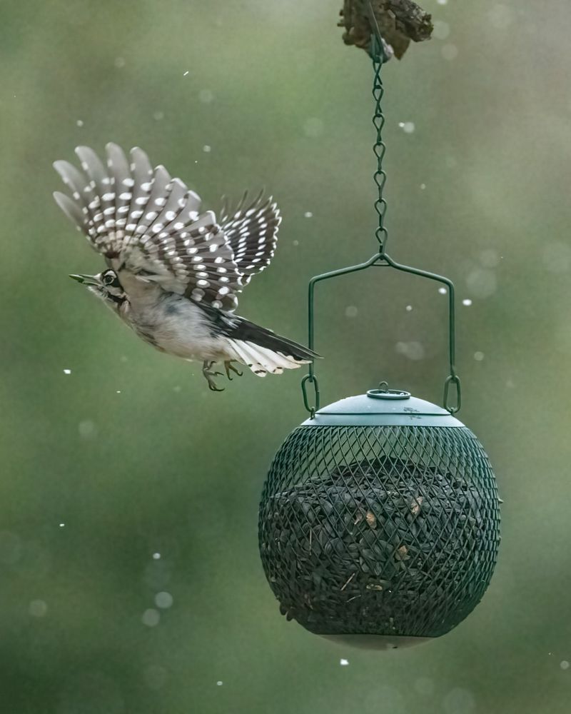 Offer Appropriate Food In Safe Feeder Locations