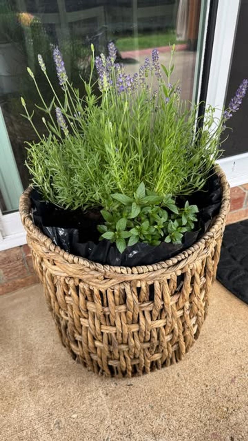 Water Deeply But Infrequently After Establishment