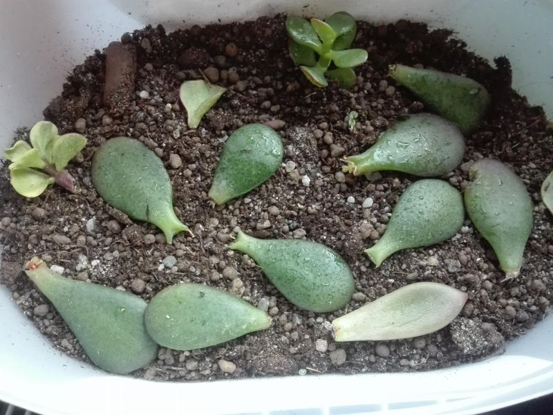 Choose Mild Temperatures Instead Of Extreme Heat