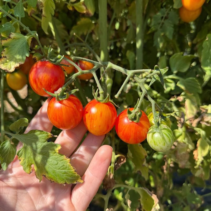 Give Plants Full Sun For Most Of The Day