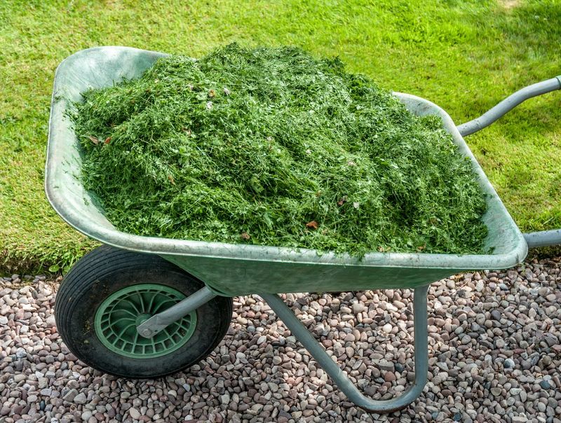 Let Grass Clippings Feed Your Lawn Naturally