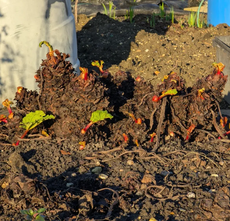 Start With Crowns, Not Seeds