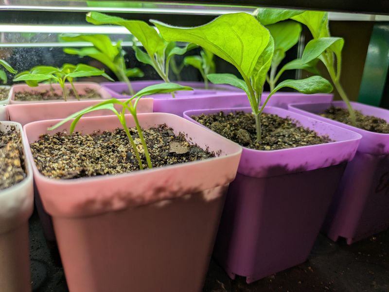 Get Your Seedlings Outdoor-Ready