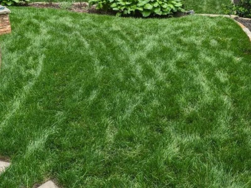 Refresh Lawn With Overseeding And Proper Watering