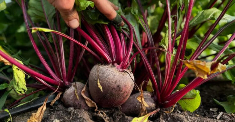 beets